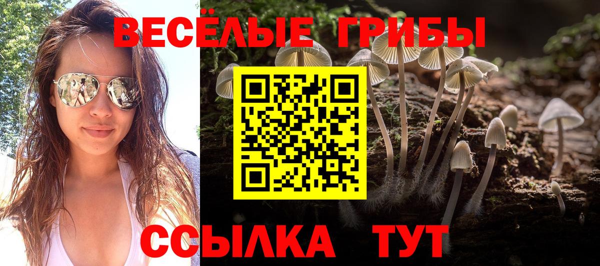 Псилоцибиновые грибы Psilocybine cubensis Минусинск